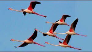 летающие фламинго